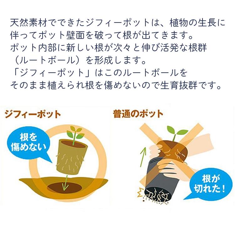 サカタのタネ（サカタノタネ） サカタ 育苗ポット 天然素材 ジフィー