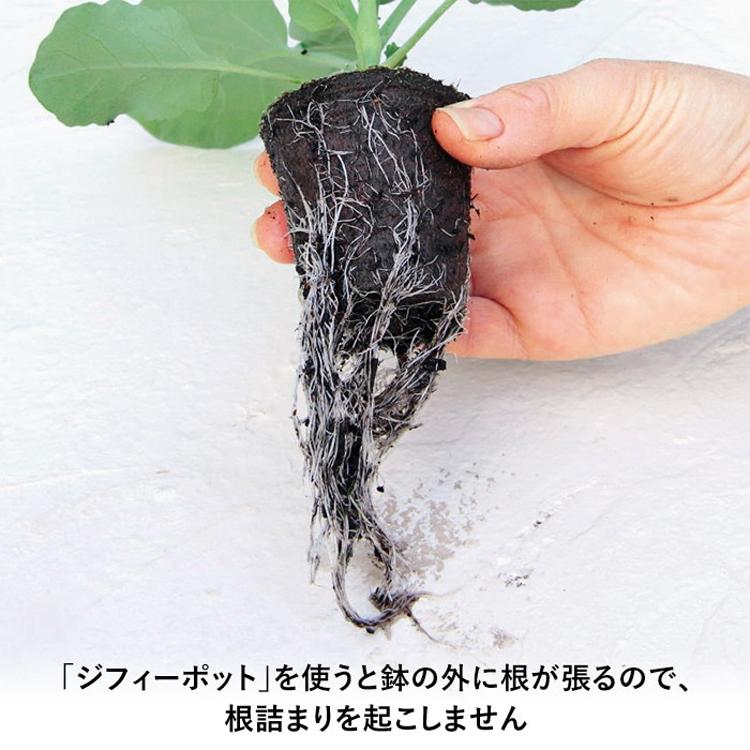 サカタのタネ（サカタノタネ） サカタ 育苗ポット 天然素材 ジフィー