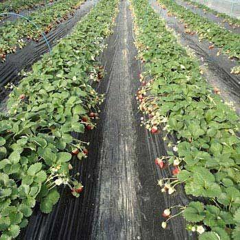 黒マルチシート 0.02mm×75cm×100m×10本セット 1000m クロマルチ 農業用