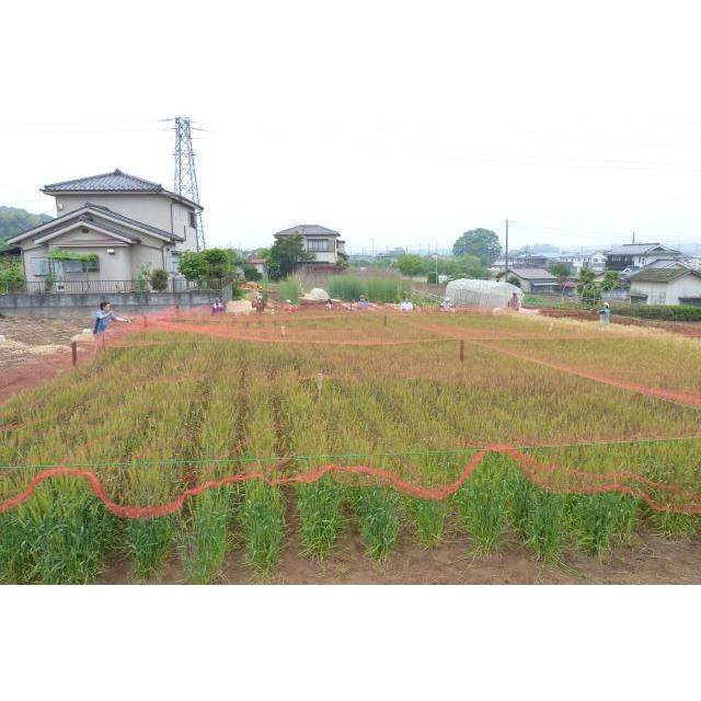 防鳥ネット 防鳥網 150坪 30mm菱目 18m×27m 鳥よけネット 鳥避けネット