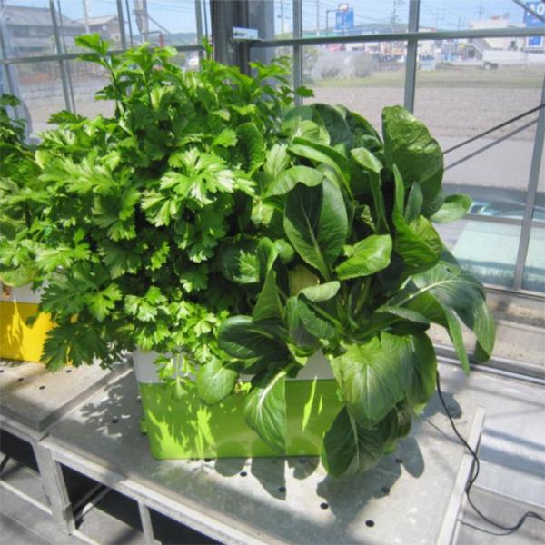 水耕栽培キット 家庭用 家庭菜園 野菜作り 屋内 水耕栽培 セット