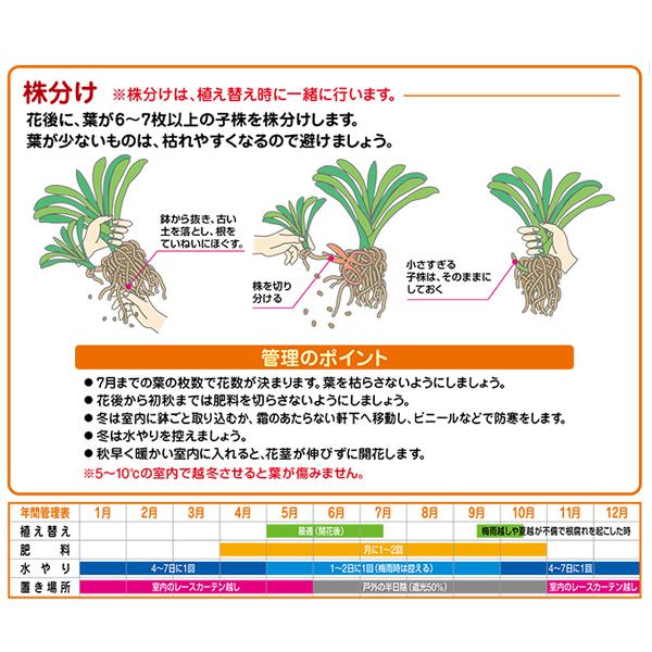 培養土 クンシランの土 5L×8袋 40L 君子蘭 クンシラン 有機質配合 土 堆肥入り 鉢植え 家庭用 園芸 花ごころ｜ssnet｜03