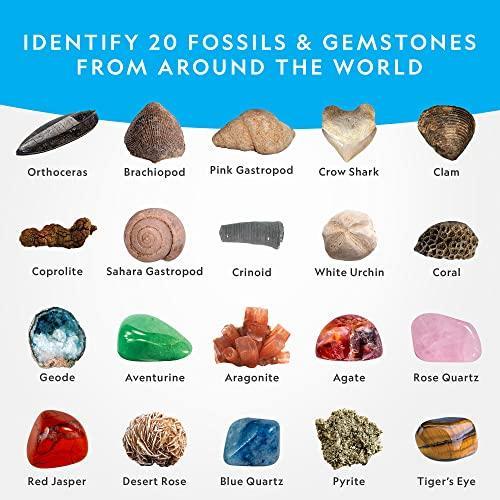 NATIONAL GEOGRAPHIC Mega Fossil and Gemstone Dig Kit ー Excavate 20 Real Fos｜st-3｜04