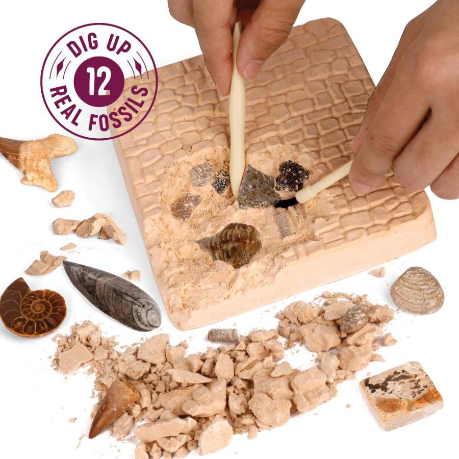 Real Fossil Dig Kit for Kids ー Mega Science Kits for Boys & Girls Age 8ー12｜st-3｜02