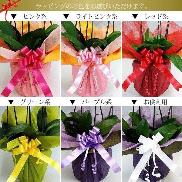 胡蝶蘭 お祝い 開店祝い ギフト 大輪 2本立ち 高級 産地直送 特Aクラス 送料無料 木札無料 白 赤リップ ピンク 18輪以上の画像