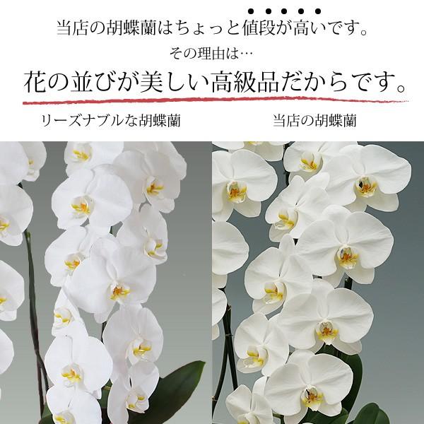 胡蝶蘭 お祝い 開店祝い ギフト 大輪 2本立ち 高級 産地直送 特Aクラス 送料無料 木札無料 白 赤リップ ピンク 18輪以上の画像