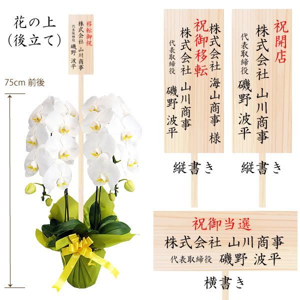 胡蝶蘭 お祝い 開店祝い ギフト 大輪 2本立ち 高級 産地直送 特Aクラス 送料無料 木札無料 白 赤リップ ピンク 18輪以上の画像