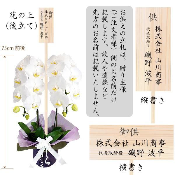 胡蝶蘭 お祝い 開店祝い ギフト 大輪 2本立ち 高級 産地直送 特Aクラス 送料無料 木札無料 白 赤リップ ピンク 18輪以上の画像