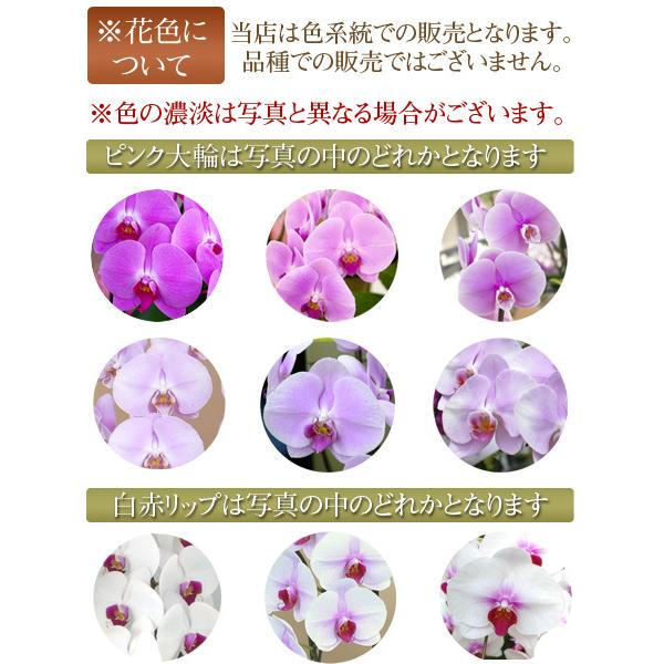 胡蝶蘭 お祝い 開店祝い ギフト 大輪 2本立ち 高級 産地直送 特Aクラス 送料無料 木札無料 白 赤リップ ピンク 18輪以上の画像