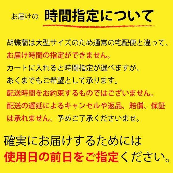胡蝶蘭 お祝い 開店祝い ギフト 大輪 2本立ち 高級 産地直送 特Aクラス 送料無料 木札無料 白 赤リップ ピンク 18輪以上の画像
