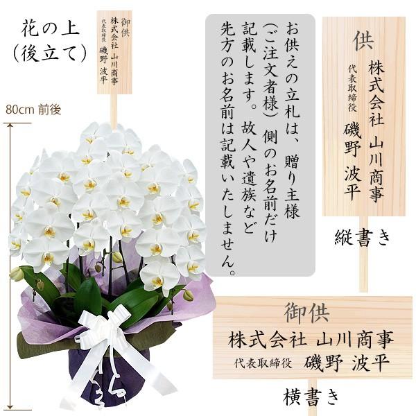 胡蝶蘭 お祝い 開店祝い ギフト 大輪 3本立ち 高級 産地直送 特Aクラス