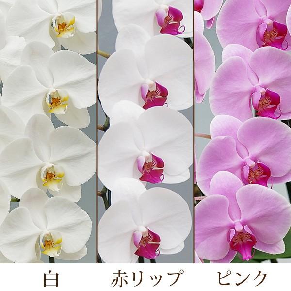 最適な材料 胡蝶蘭 お祝い 開店祝い ギフト 3本立ち 高級 産地直送 特aクラス 送料無料 木札無料 白 赤リップ ピンク 35輪以上 最新人気 Shop Jcexpressglobal Com