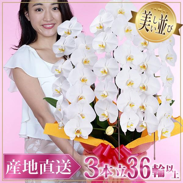 値引 胡蝶蘭 ギフト 開店祝い 3本立ち 高級 産地直送 特aクラス 送料無料 木札無料 白 赤リップ ピンク 36輪以上 紅白 出演祝い 贈る 高質で安価 Www Thedailyspud Com