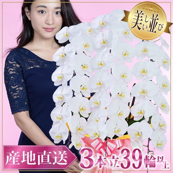 夢見鳥蘭 祝賀会 開店祝賀会 差し上げ物 大輪 3本立ち 御膳上等 出どころ直送 特A位置づけ 貨物輸送無料 木札無料 白 赤上唇 サクラ色 39輪以上 紅白 法人 株主総会 贈る 花、ガーデニング-鉢花-生花