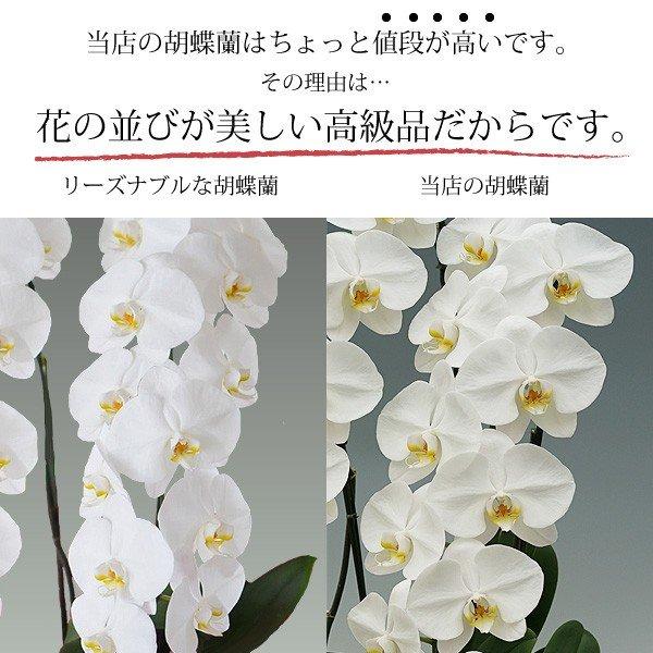胡蝶蘭 お祝い 当選祝い ギフト 7本立ち 7本立ち 大輪 高級 就任祝い 産地直送 大輪 特aクラス 送料無料 木札無料 白 赤リップ ピンク 56輪以上 就任祝い 7f56 スタジオ蘭花
