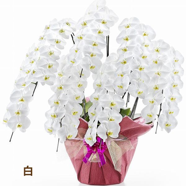 胡蝶蘭 ギフト お祝い 生花 当選祝い ギフト 7本立ち 大輪 特aクラス 高級 産地直送 特aクラス 送料無料 木札無料 白 84輪以上 就任祝い 7f84 スタジオ蘭花