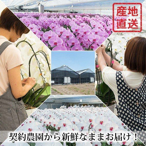 胡蝶蘭 ギフト お祝い 生花 当選祝い ギフト 7本立ち 大輪 特aクラス 高級 産地直送 特aクラス 送料無料 木札無料 白 84輪以上 就任祝い 7f84 スタジオ蘭花