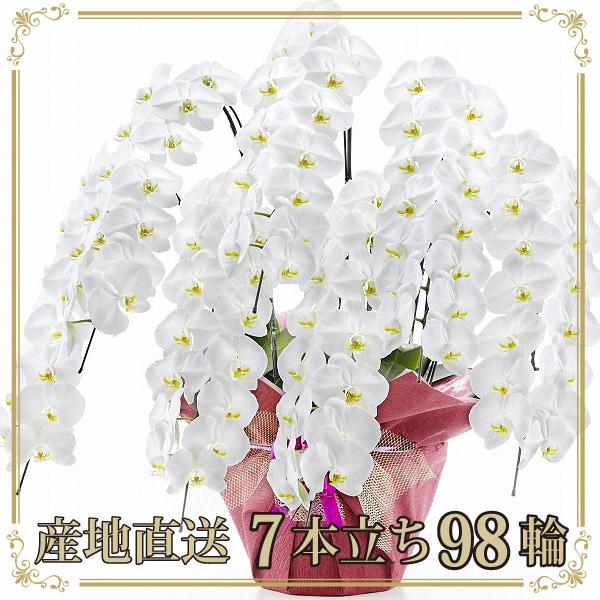 産地直送 当選祝い 白 大輪 特aクラス 生花 7本立ち 木札無料 白 就任祝い お祝い 特aクラス 高級 送料無料 7f98 スタジオ蘭花 98輪以上 ギフト 胡蝶蘭