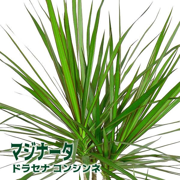 ドラセナ コンシンネ マジナータ 8寸 カゴ付き 観葉植物 送料無料 開店