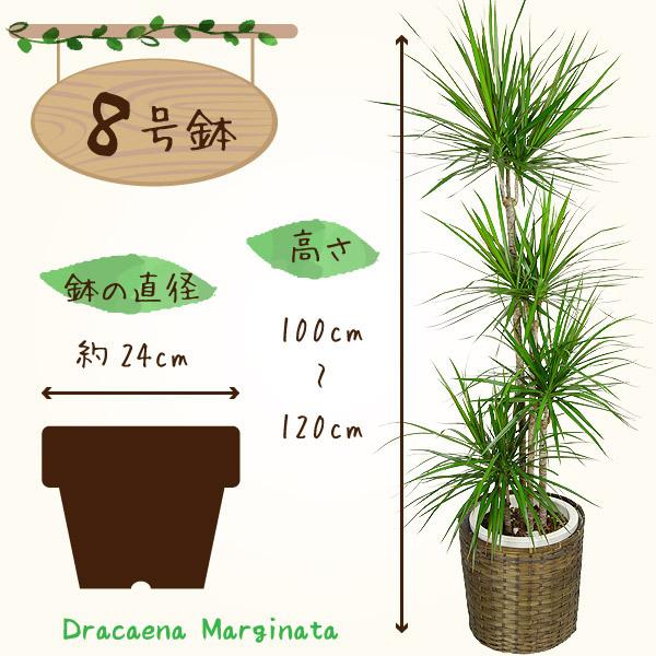 ドラセナ コンシンネ マジナータ 8寸 カゴ付き 観葉植物 送料無料 開店