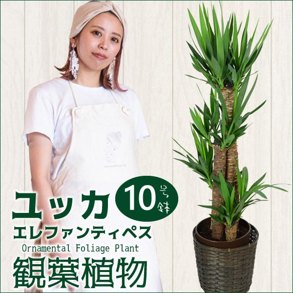 限定製作 ユッカ エレファンティペス 10寸 カゴ付き 観葉植物 青年の木 送料無料 開店祝い 新築祝い お歳暮 Www Maxipiso Com Ar