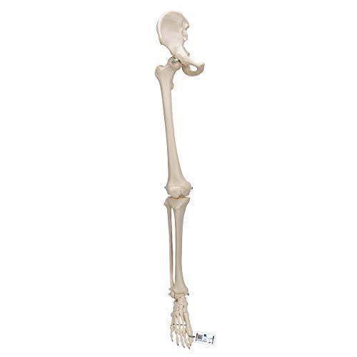 大人の上質  寛骨まで含んだ下肢の骨模型です，股・膝・足首は動きます - 下肢骨モデル，寛骨付 - 3B Scientific モデルガン