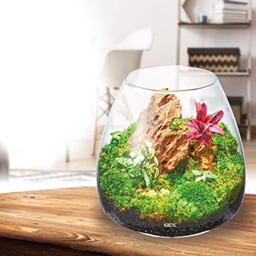 Gex Aquarium グラスアクア ティアー N アクアリウム 小型水槽 水草 テラリウム S 2624 Stam 通販 Yahoo ショッピング
