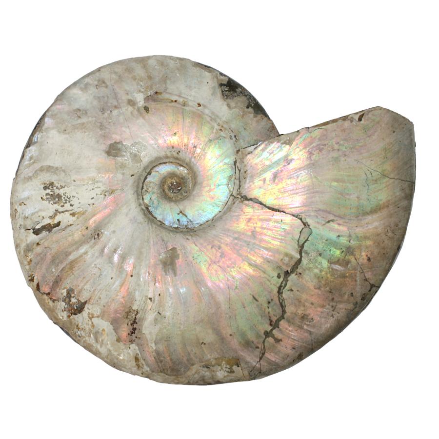 マダガスカル産　アンモナイト化石　イリデッセンスアンモナイト　大　約1188g　１つ｜stamp-coin-ebisu｜02