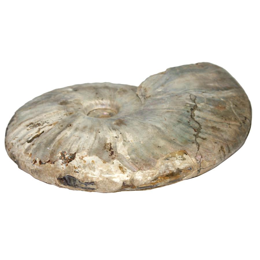 マダガスカル産　アンモナイト化石　イリデッセンスアンモナイト　大　約1188g　１つ｜stamp-coin-ebisu｜03