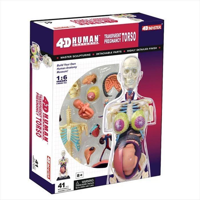 アオシマ 立体パズル 4D VISION 人体解剖 妊婦解剖スケルトン