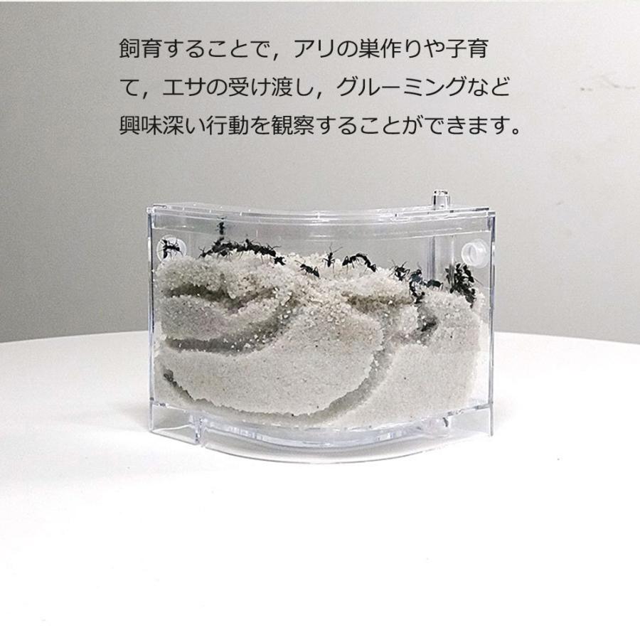 アリの巣 あり観察キット 飼育ケース 砂 自由研究 小学生 あり 蟻 飼育セット 実験セット 観察 夏休み 学習用 送料無料 405 Staraba 通販 Yahoo ショッピング