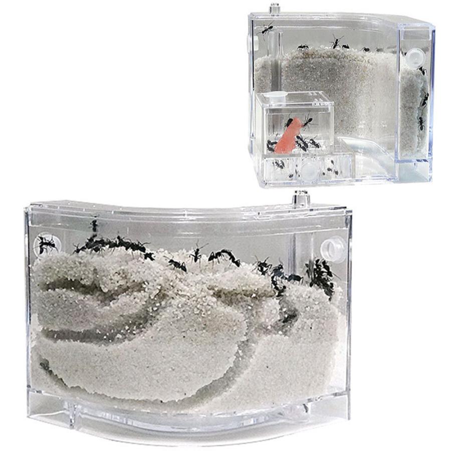アリの巣　あり観察キット　飼育ケース　砂　自由研究 小学生 あり 蟻 飼育セット 実験セット 観察　夏休み　学習用　送料無料 |  | 08