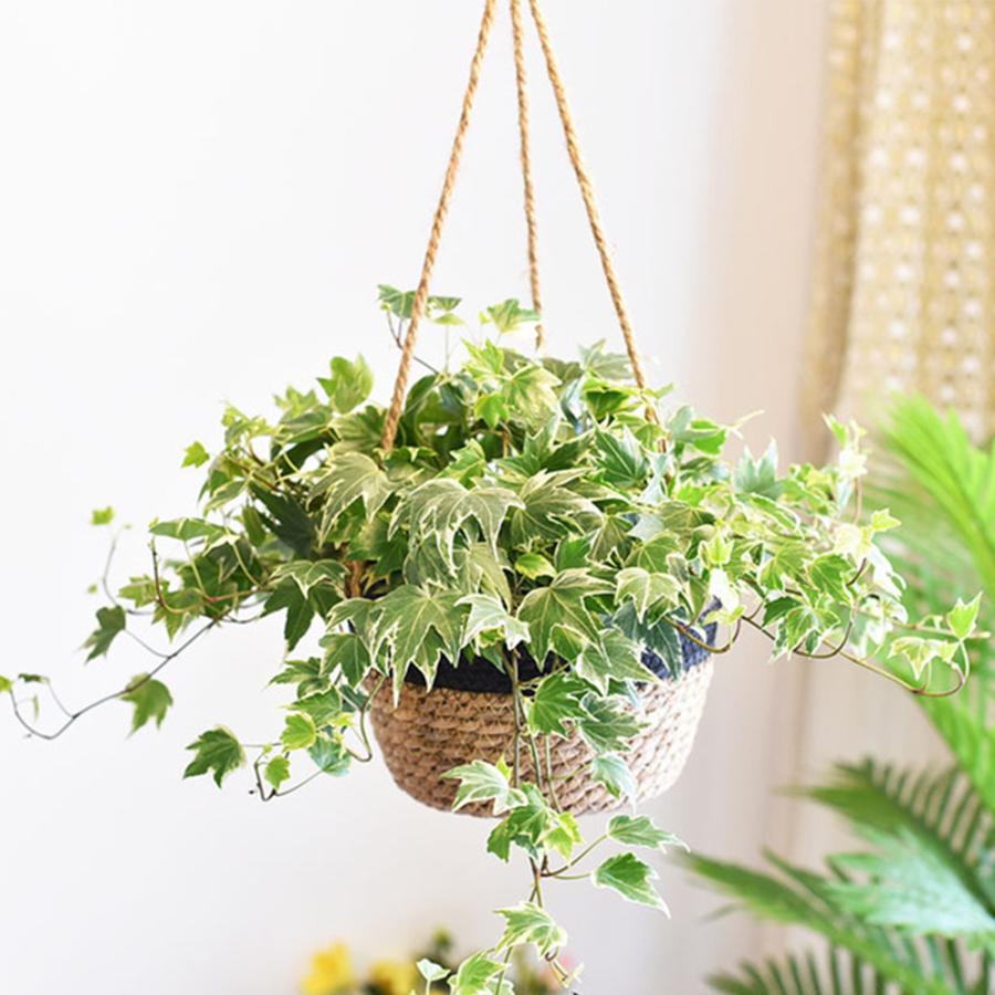 ハンギングバスケット 吊り鉢 吊り下げ 植木鉢 ハンギングプランター 観葉植物 花鉢 フラワーポット プラントハンガー 送料無料 |  | 01