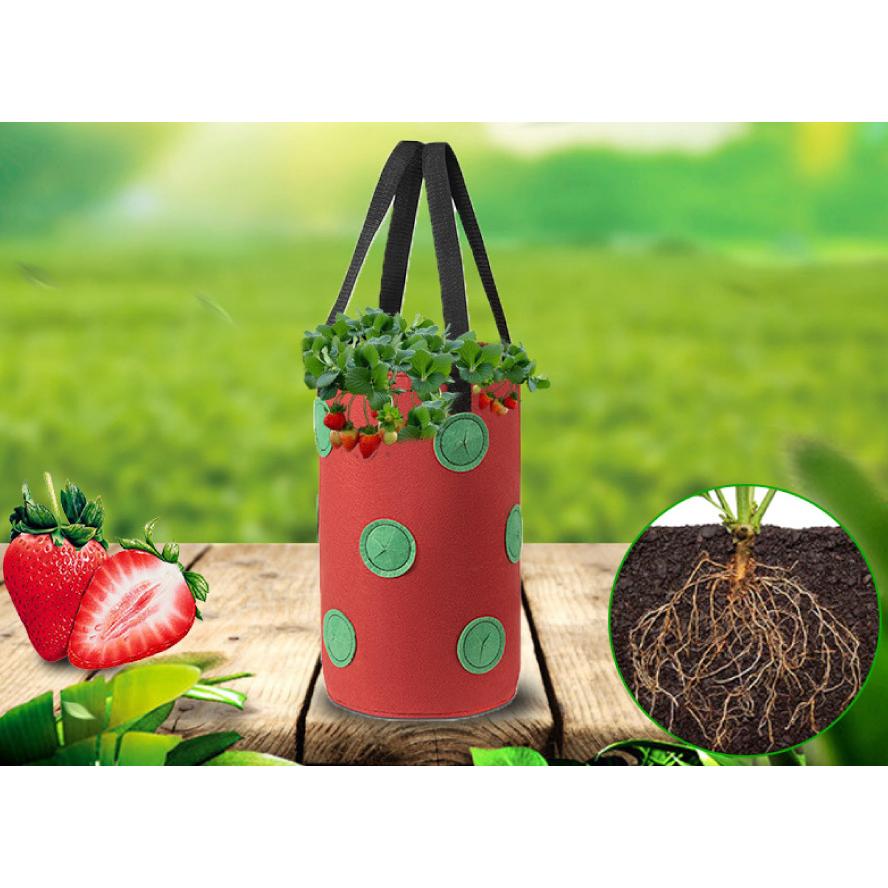栽培ポット 吊下げ 苗 栽培 菜園 プランター 屋内 植物 観葉植物 野菜 育てる プレゼント イチゴ 送料無料 Yk352 Staraba 通販 Yahoo ショッピング