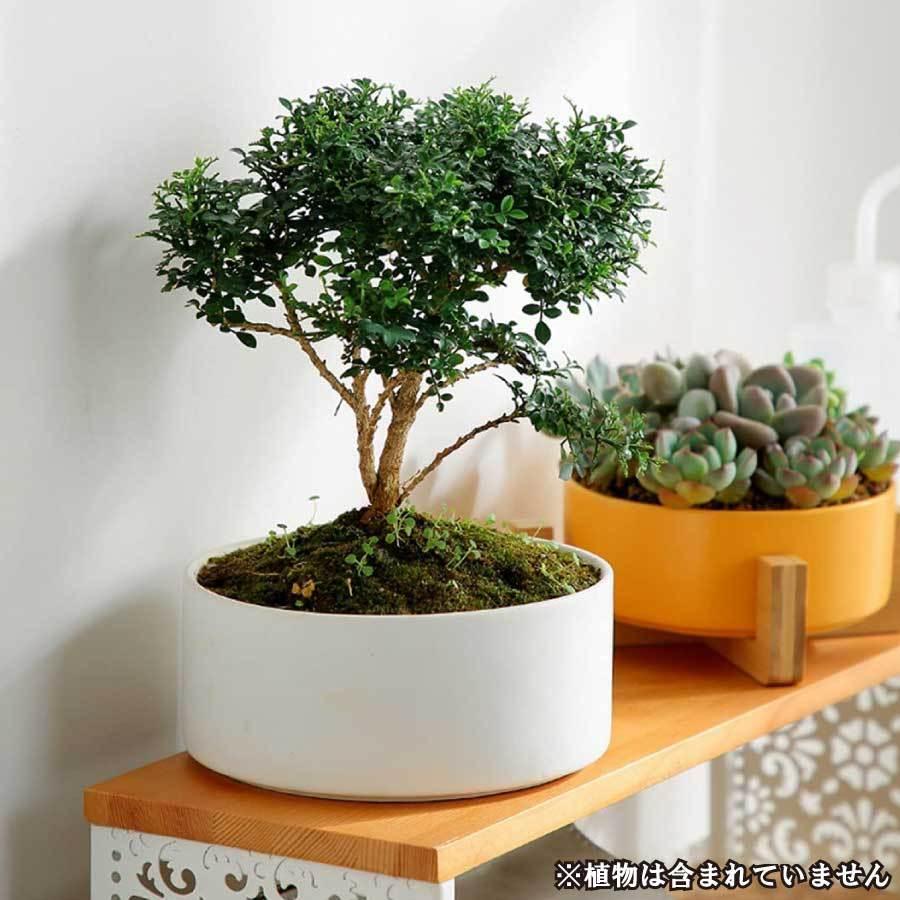 寄せ植え 植木鉢 プランタ 鉢 多肉植物鉢 サボテン鉢 竹トレー付き