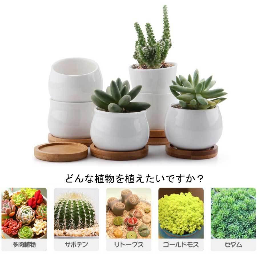 木製トレイ付き 陶器鉢 3鉢 多肉植物セット amabro｜プランター用トレー キャスター付き（3カラー TRAY PLANTS その他多肉植物