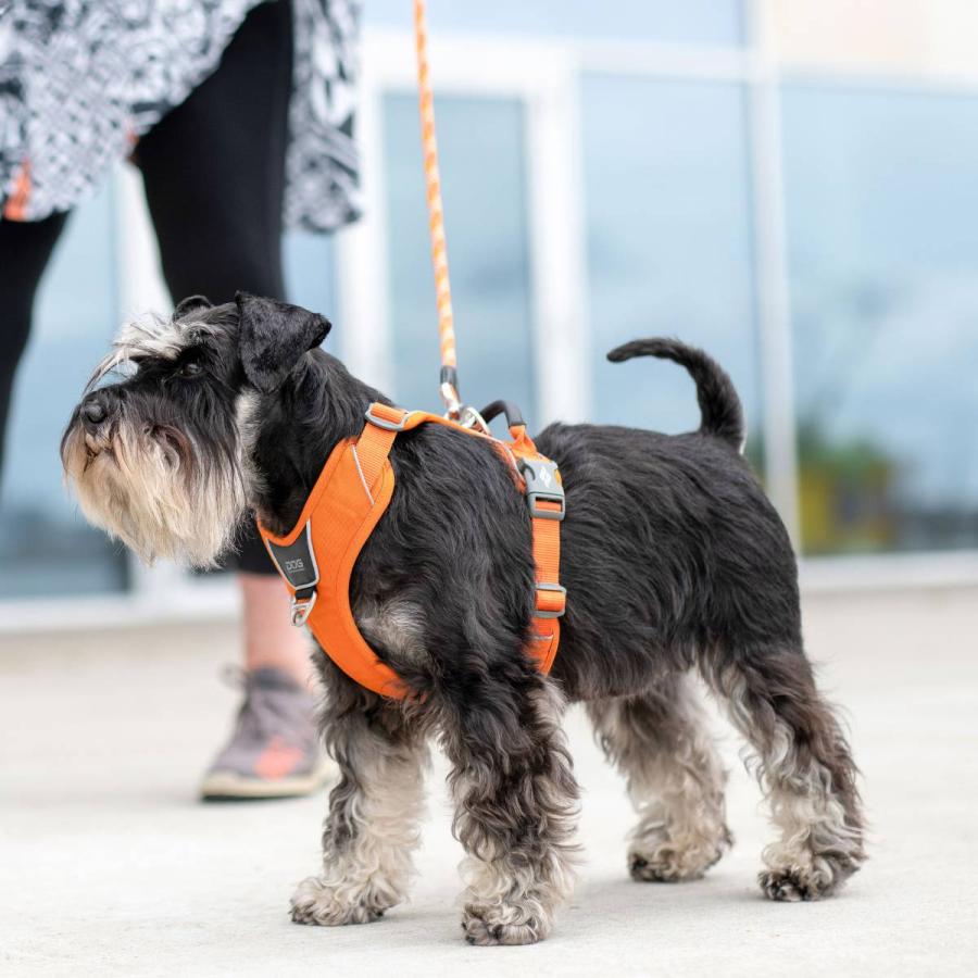 DOG Copenhagen 2024年モデル コンフォートウォークプロハーネス