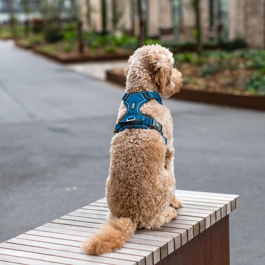 公式 犬 ハーネス 大型犬 負担軽減 ドッグコペンハーゲン コンフォートウォークプロ 3.0 ハーネス L,XL 多機能/高耐久/サイズ交換対応の画像