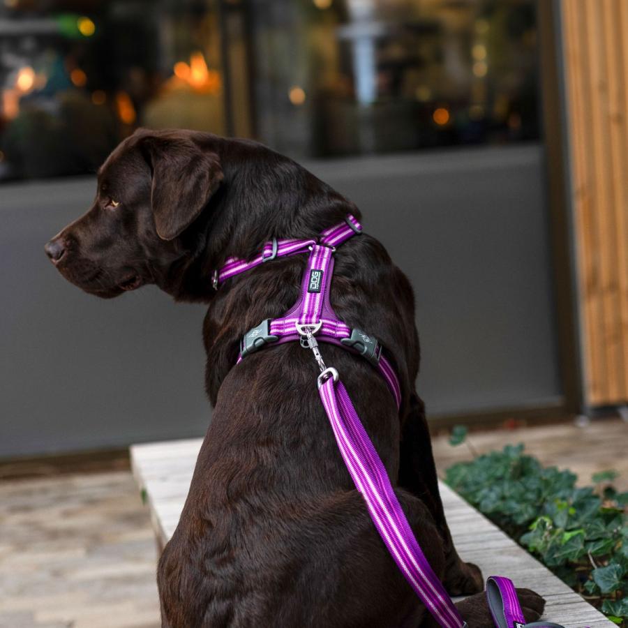 未使用　2024モデル　新色　ドッグコペンハーゲン　ハーネス　リード　セット　S 未使用 2024モデル 新色 ドッグコペンハーゲン ハーネス リード