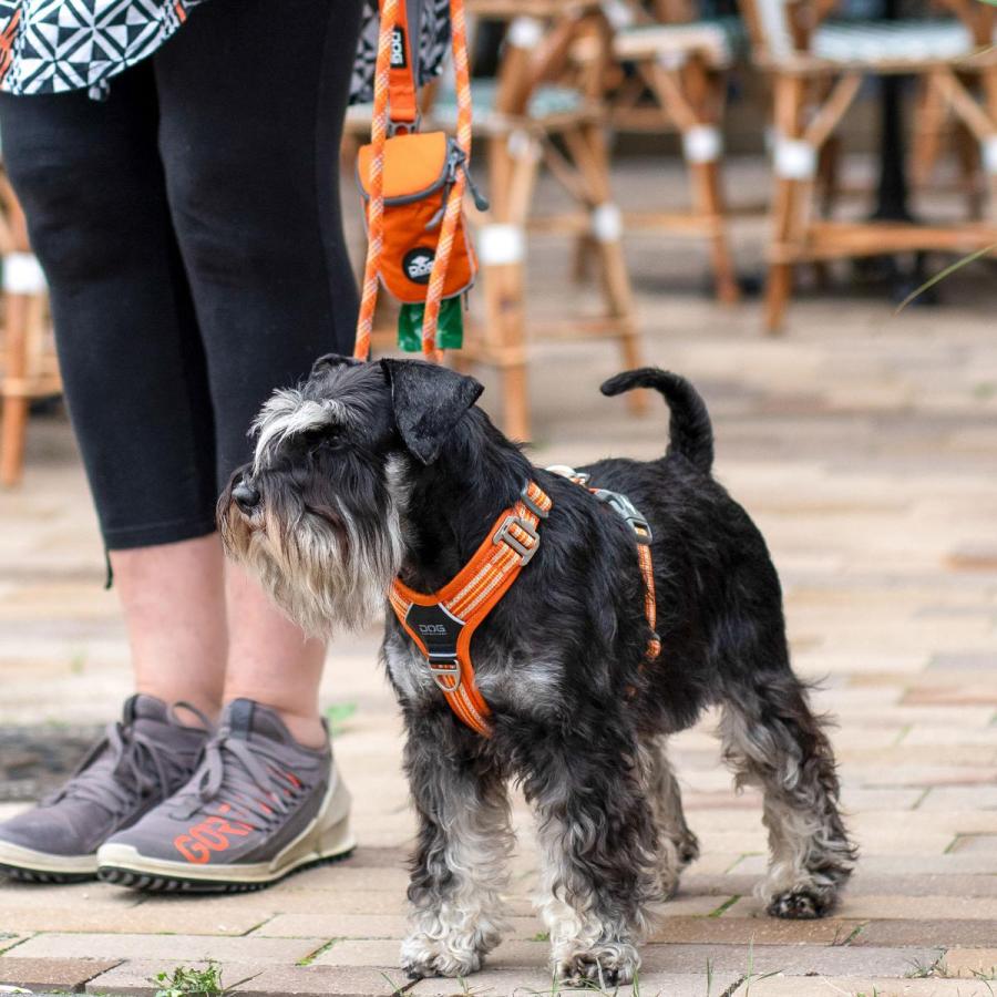 公式 犬 ハーネス 軽量 メッシュ 通気性 大型犬 ドッグコペンハーゲン コンフォートウォークエア 3.0 ハーネス L,XL 簡単装着/快適/サイズ交換対応の画像