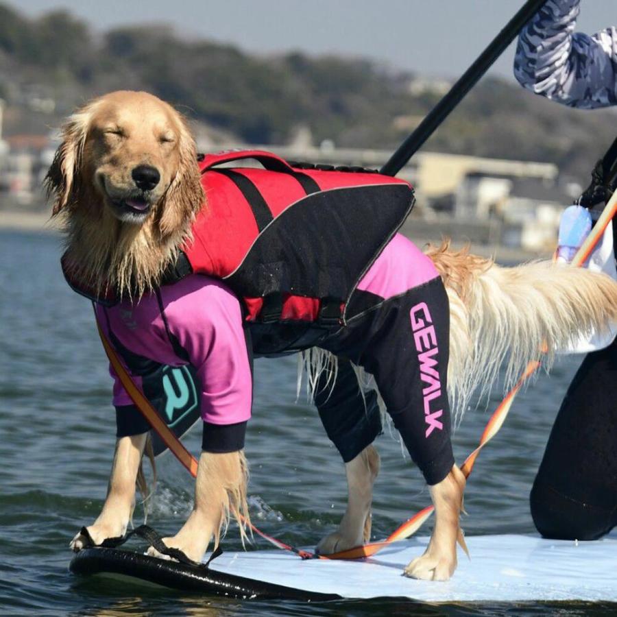 GEWALK ジウォーク 2025年モデル カラー プリント プロテクト ストレッチ ロンパース 3XLサイズ 大型犬 ラッシュガード ドッグウェア |  | 18