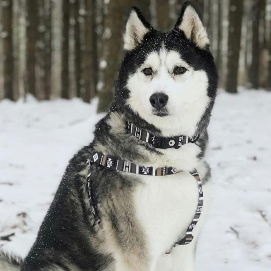 犬 ハーネス ウルフギャング WOLFGANG NewMoon Harness（S M L size 胴囲：30〜76cm）アメリカンメイド ネコポス対応の画像