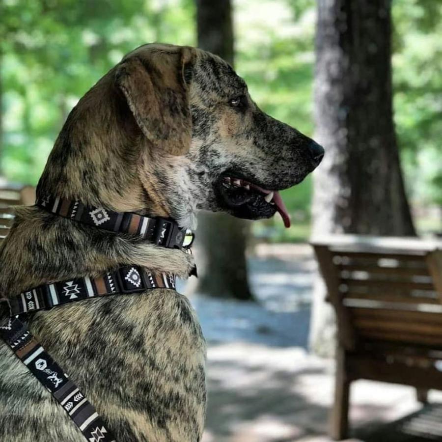 犬 ハーネス ウルフギャング WOLFGANG NewMoon Harness（S M L size 胴囲：30〜76cm）アメリカンメイド ネコポス対応の画像