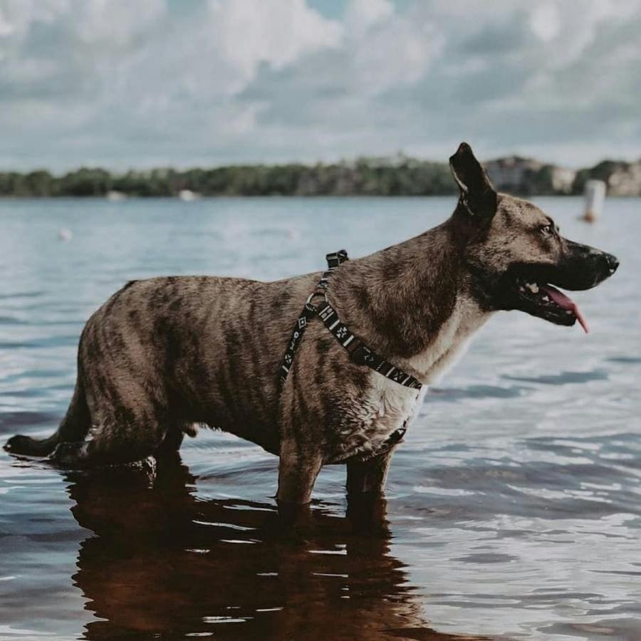 犬 ハーネス ウルフギャング WOLFGANG NewMoon Harness（S M L size 胴囲：30〜76cm）アメリカンメイド ネコポス対応の画像