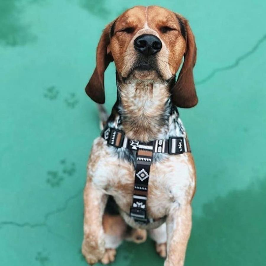 犬 ハーネス ウルフギャング WOLFGANG NewMoon Harness（S M L size 胴囲：30〜76cm）アメリカンメイド ネコポス対応の画像
