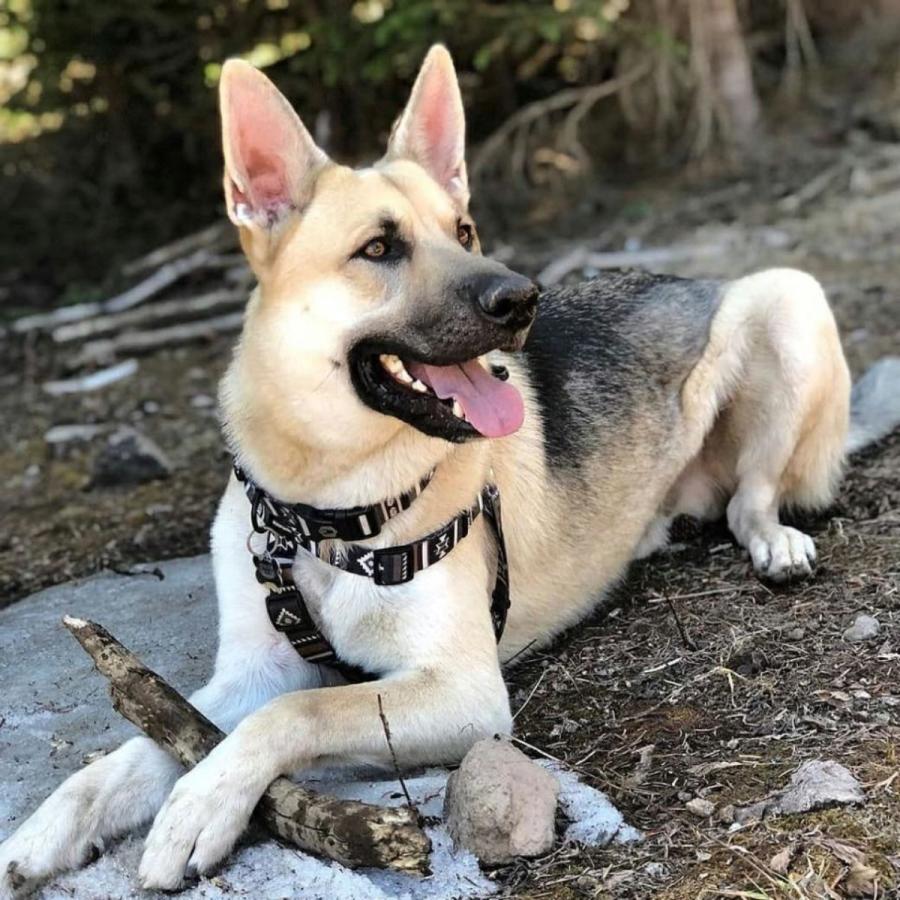 犬 ハーネス ウルフギャング WOLFGANG NewMoon Harness（S M L size 胴囲：30〜76cm）アメリカンメイド ネコポス対応の画像