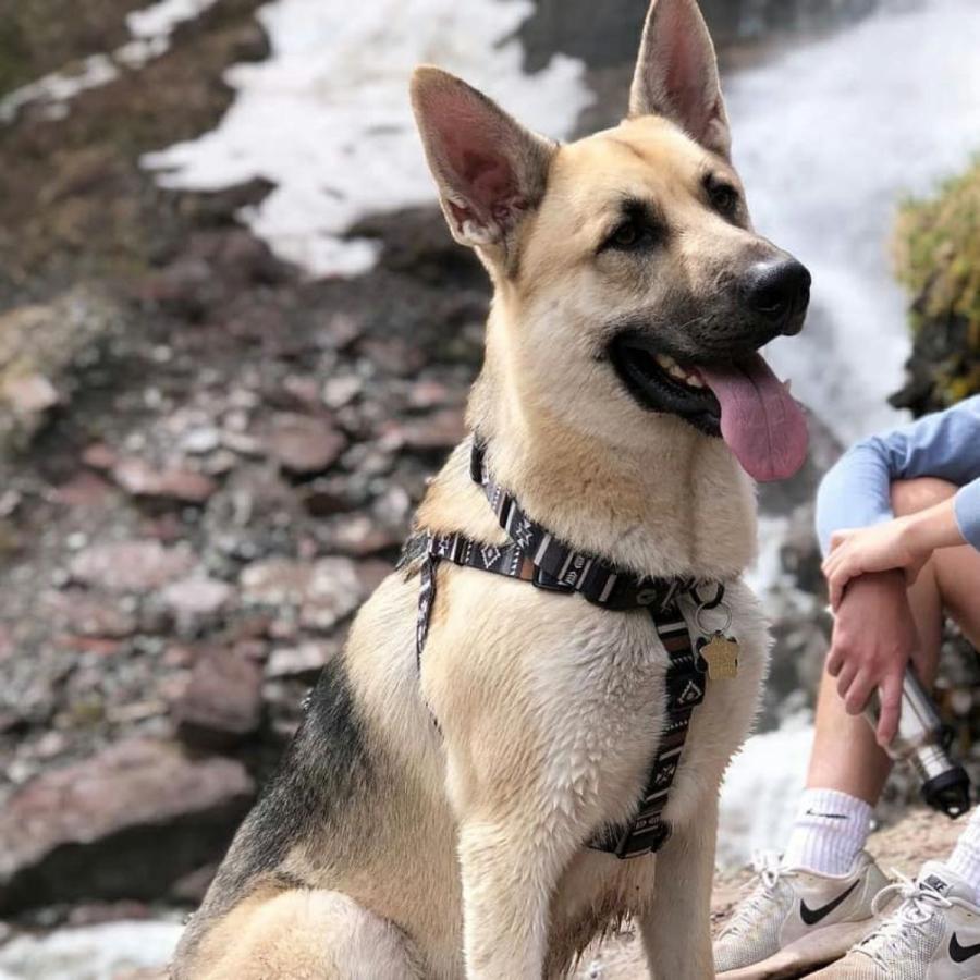 犬 ハーネス ウルフギャング WOLFGANG NewMoon Harness（S M L size 胴囲：30〜76cm）アメリカンメイド ネコポス対応の画像