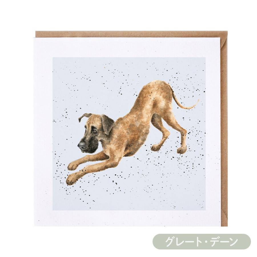 Wrendale Designs レンデール デザイン グリーティングカード 英国製 犬 スコティッシュ・テリア ダルメシア グレート・デーン グレイハウンド ポストカード |  | 03