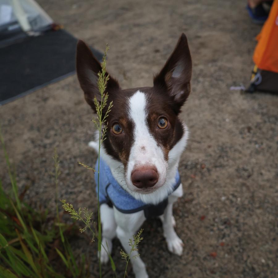 TAILHIGH テールハイ フリースヒータートップ Go2 Fleece Heater Top