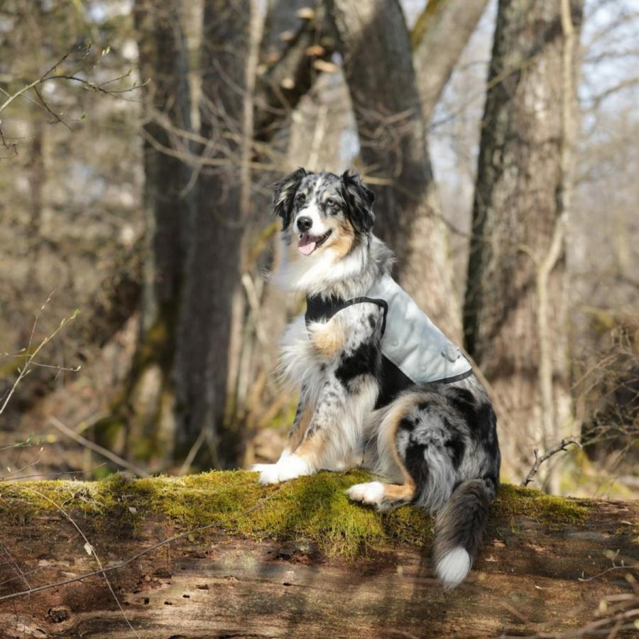 cani.cool クールジャケット Lサイズ クールコート ドッグウェア 犬 cani cool Cani Cool CANI COOL ペット 暑さ対策 サイズ交換対応_10